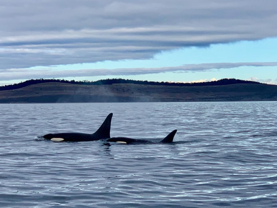 Southern Resident Orcas 