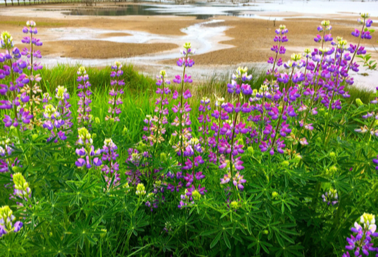 Large-leaved lupine is easily recognizable by its lance-like flowerheads.