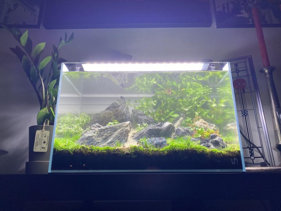 10 gallon aquarium built by the author inspired by the Brazilian style aquascape. 