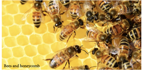 The Power of the Pollinators