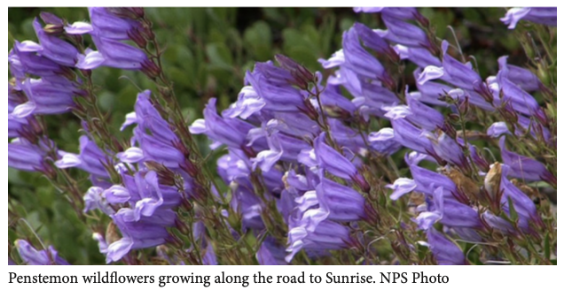 Beauty and Blooms on Mount Rainier