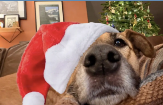 Festive Pets and Pawsitive Vibes